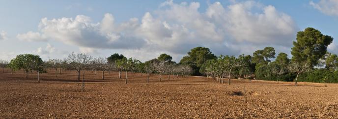 Campo de Son Mut Nou.