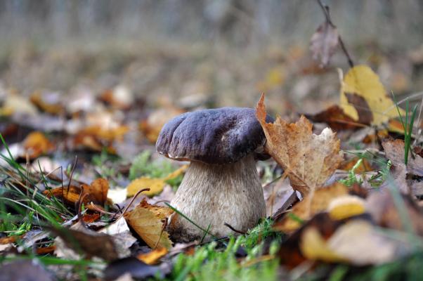 Boletus Pixabay