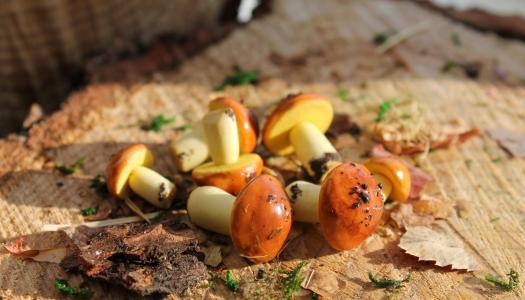 ¡Ya está aquí el encuentro gastronómico de otoño más esperado!