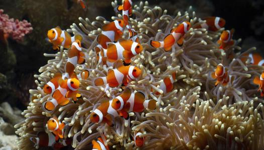 Un diciembre bajo el mar