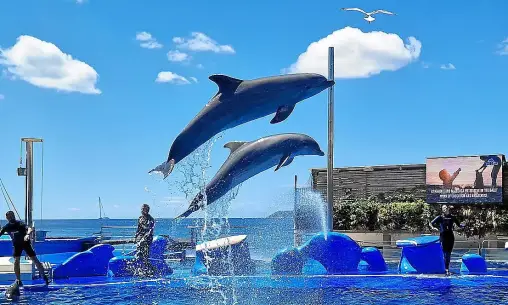 Un domingo ideal en el parque Marineland