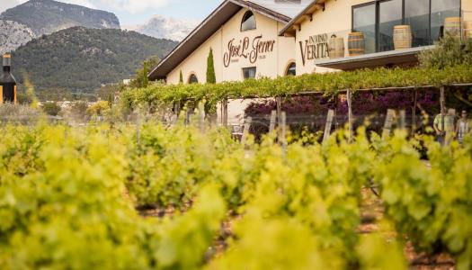 Visita y cata de vinos con merienda
