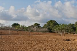 Visita a Son Mut Nou para saborear el producto local